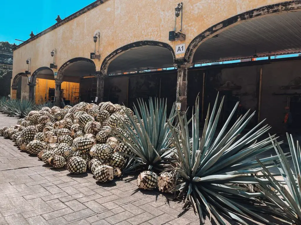 Large pile of harvested agave piñas stacked outside a traditional distillery building in Tequila, Mexico—where the tequila-making process begins.
