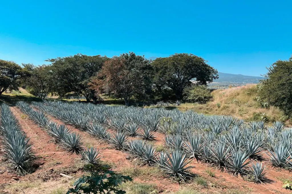 Neat rows of blue agave plants growing in red volcanic soil near Tequila, with rolling hills and trees in the background—part of the UNESCO-listed agave landscape.