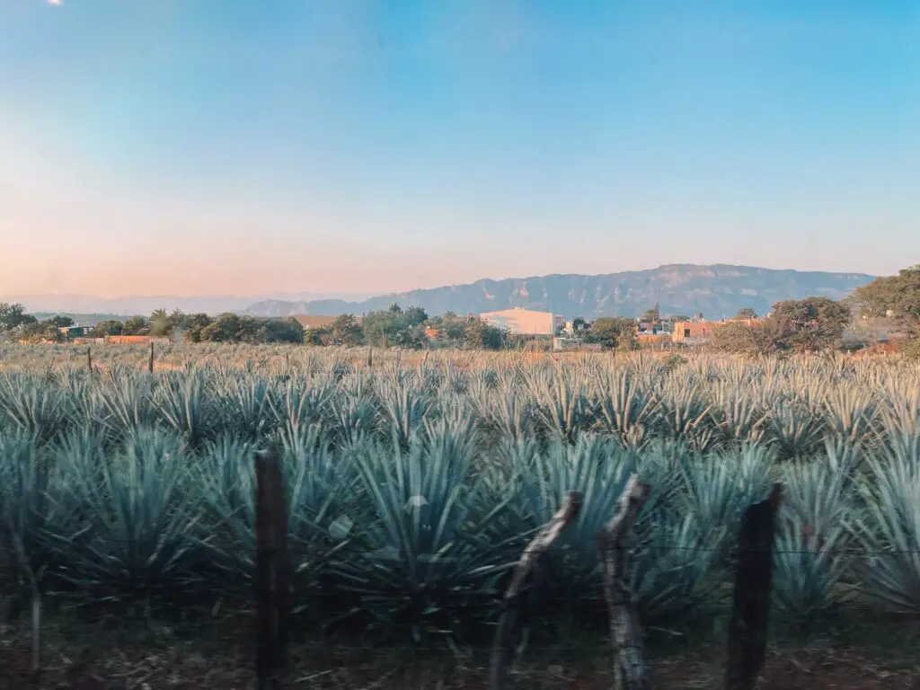 Blue agave fields at golden hour with the Sierra Madre mountains in the distance, capturing the serene beauty of the tequila-producing region.
