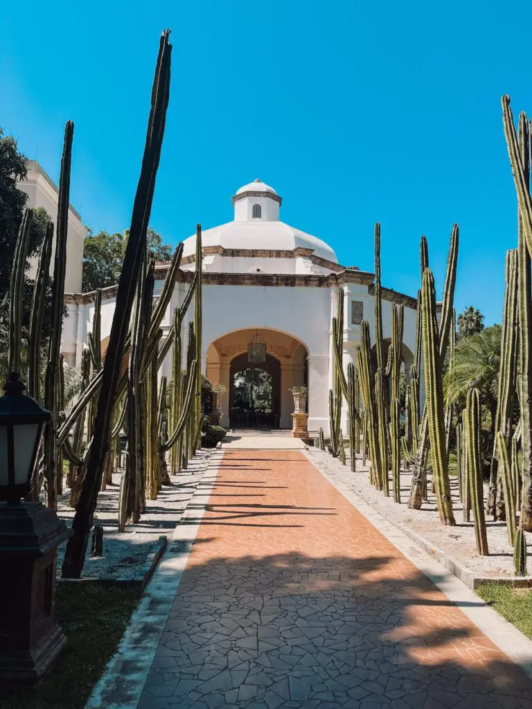 A beautiful garden path lined with tall cacti leading to the white dome-topped buildings of the Jose Cuervo distillery in Tequila, Jalisco.