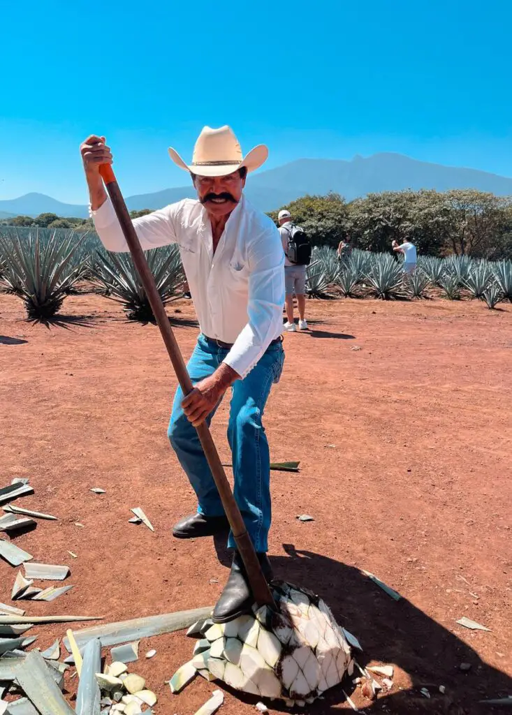 A jimador in traditional attire cutting agave with a coa in a field near Tequila, with mountains in the background.