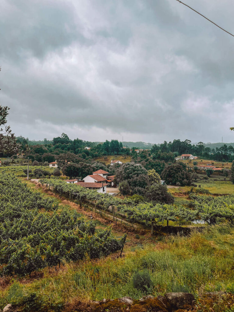 A panoramic view of a rural landscape with vineyards, scattered houses, and overcast skies, showcasing the scenic route of the Portuguese Camino.