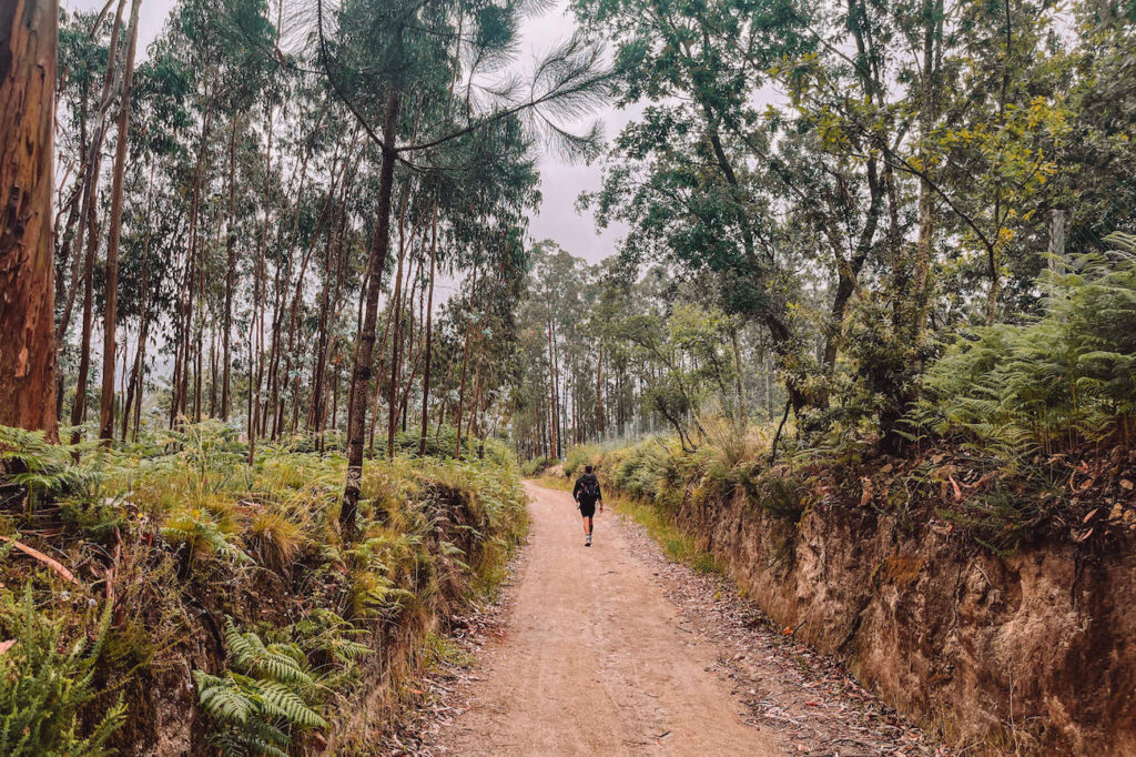 A lone hiker walking along a dirt path through a dense forest of tall trees and ferns on a cloudy day along the Portuguese Camino.