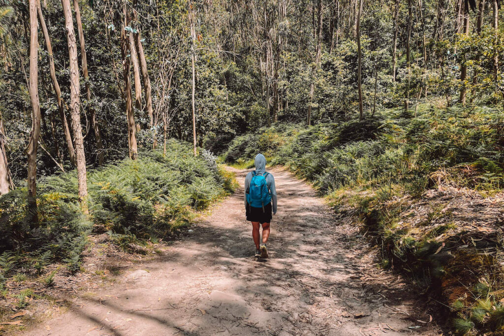 A woman - the author of this article - wearing a blue backpack walks along a dirt trail surrounded by tall trees and ferns on a sunlit section of the Camino route.