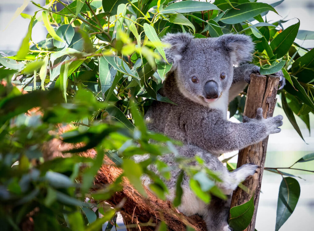 Close-up of a koala at the Port Macquarie Koala Hospital, one of the unique wildlife encounters you can enjoy during 3 weeks in Australia.