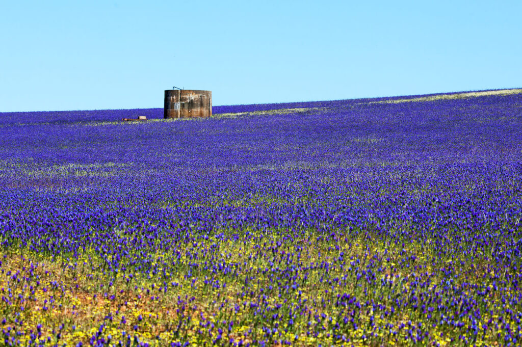 Vibrant purple wildflowers stretching across the outback in Western Australia, a stunning scene that highlights when to visit Australia in spring for its famous wildflower season.