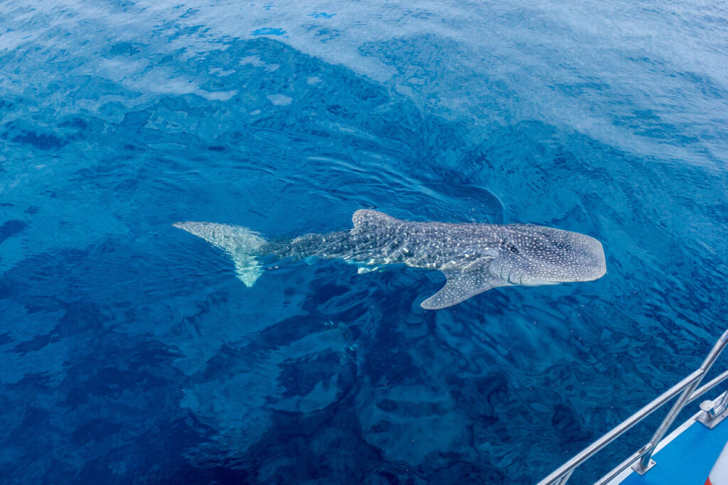 A whale shark gliding through the clear waters of Ningaloo Reef — one of the most unforgettable experiences for couples planning a honeymoon in Australia.