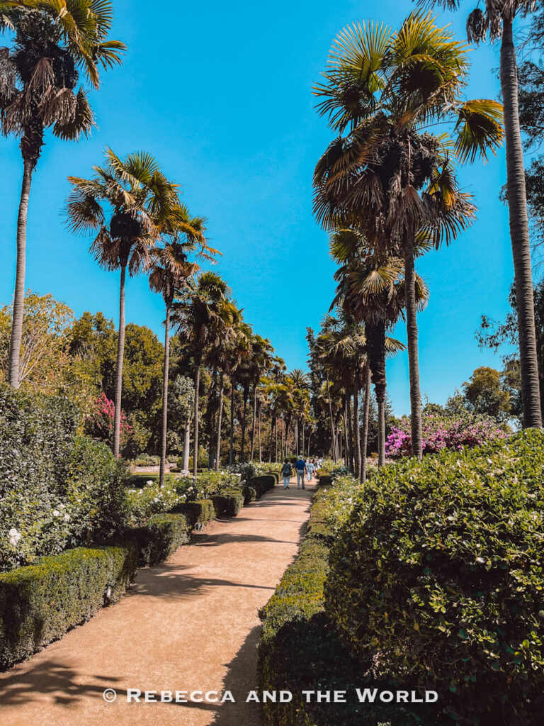 A wide path lined with tall palm trees and manicured hedges leads through a sunny garden, a peaceful stop often included on a Santiago to Maipo Valley excursion.