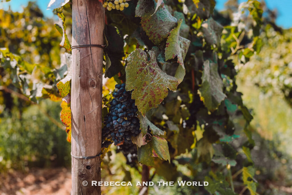Dark purple grapes hang from a vine beside a wooden post, offering a close-up view of the harvest during a Santiago to Maipo Valley wine experience.