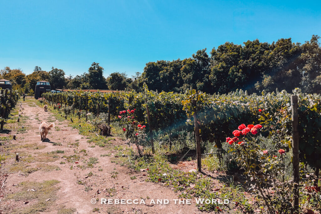 A dirt path runs alongside rows of grapevines dotted with bright red roses, while a small dog walks ahead under a clear blue sky, capturing a peaceful moment in the Maipo Valley.