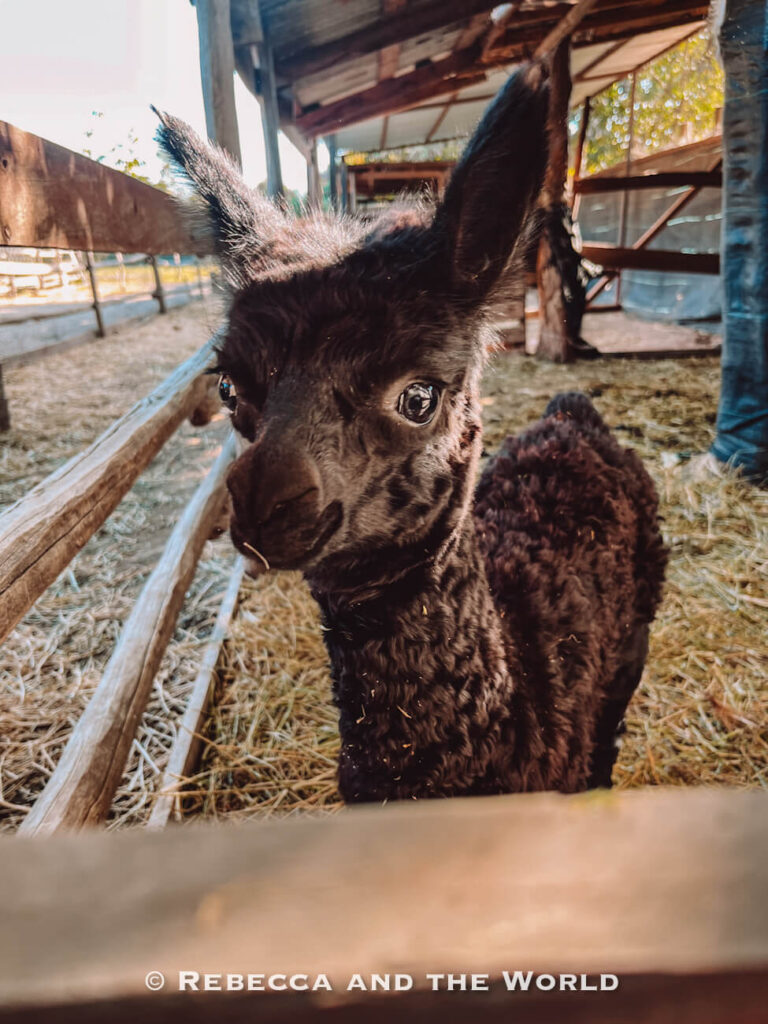A close-up view of a young alpaca with dark curly fur standing in a wooden pen, adding a unique rural touch to a Maipo Valley tour experience.
