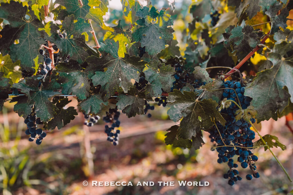 Clusters of dark purple grapes hang beneath green leaves in warm sunlight, showcasing the winemaking process on a Maipo Valley day trip from Santiago.