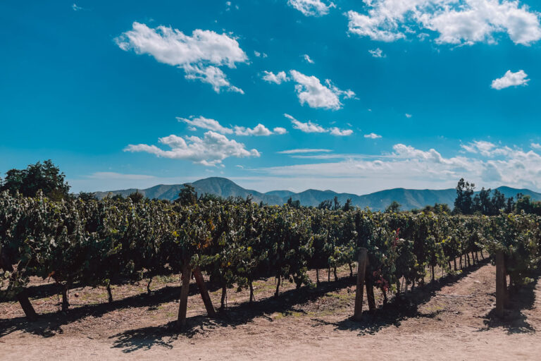 Rows of grapevines stretch across a sunlit vineyard with the Andes mountains in the distance under a bright blue sky, capturing the scenic beauty of a Maipo Valley day trip from Santiago.