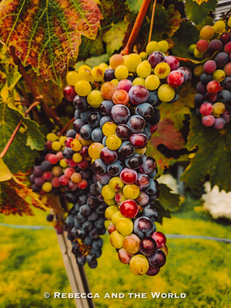 Clusters of red, purple, and green grapes hang from a vine surrounded by leaves in a sunlit vineyard—representing nearby wine regions like the Maipo Valley, a popular day trip and one of the top things to do in Santiago.