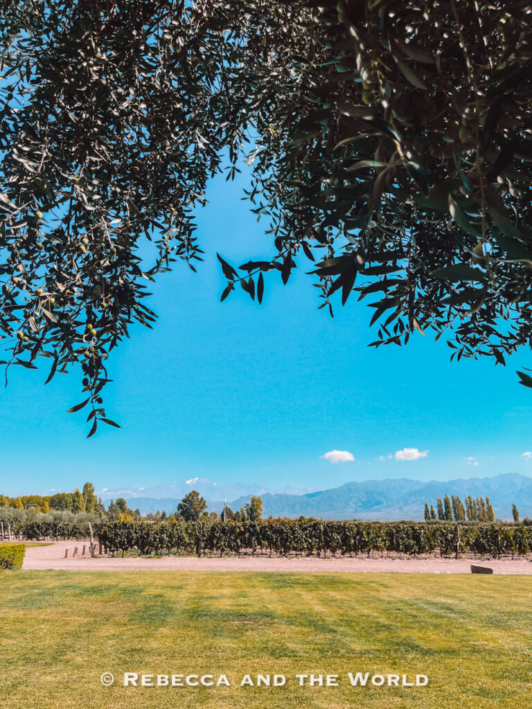 View through olive tree branches toward manicured lawns, vineyards, and distant mountain ranges under a bright blue sky. A peaceful stop during 3 days in Mendoza.