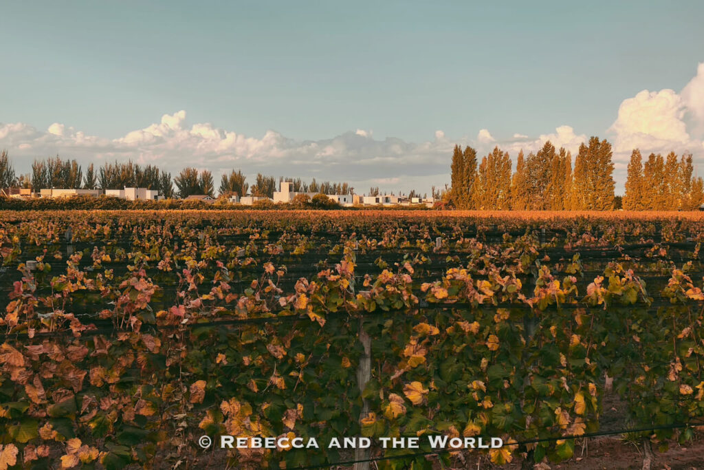 Rows of vineyard vines covered in green, yellow, and rust-coloured leaves stretching across the foreground at golden hour, with tall trees, low modern buildings, and soft clouds lining the horizon beneath a pale evening sky. A peaceful vineyard scene to include in a Mendoza itinerary.