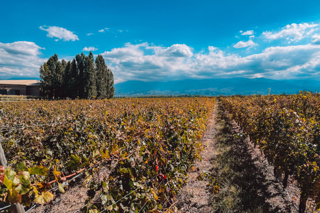 Wide view of a vineyard with rows of grapevines stretching toward distant blue mountains under a bright sky filled with scattered white clouds. A cluster of tall trees and a low building sit on the left side of the landscape, while a narrow path runs between the vines. The scene captures the open countryside atmosphere often associated with 3 days in Mendoza.