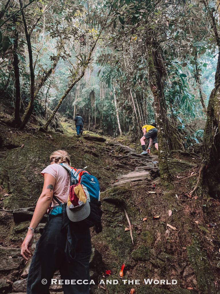 Hikers climbing a steep jungle trail with exposed roots and dense rainforest vegetation during the challenging Ciudad Perdida hike.