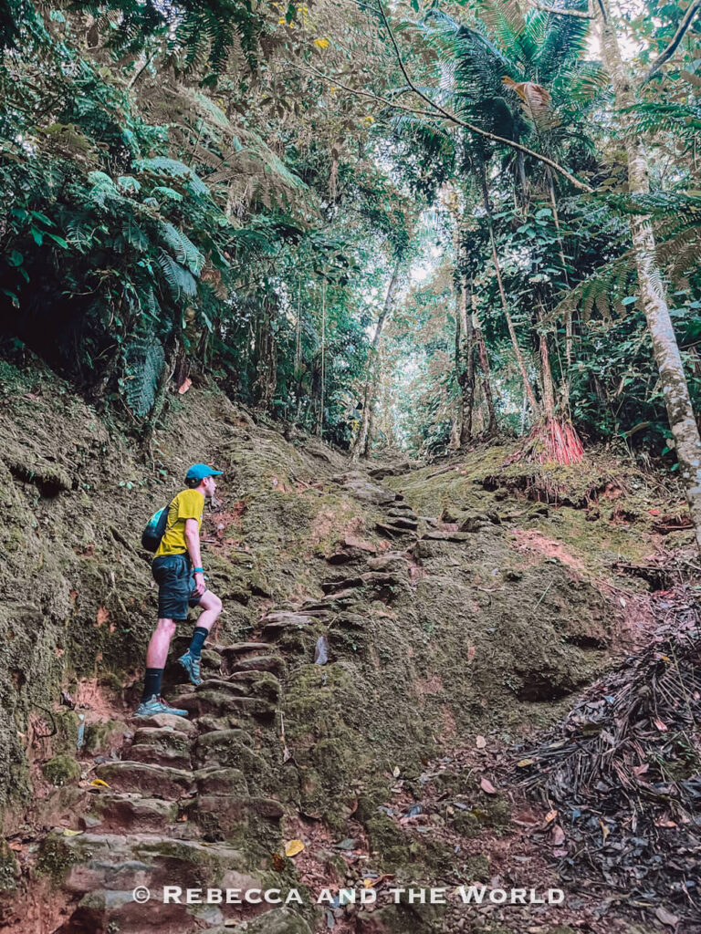 Hiker climbing uneven stone steps through dense rainforest on the steep Lost City hike trail to Ciudad Perdida.