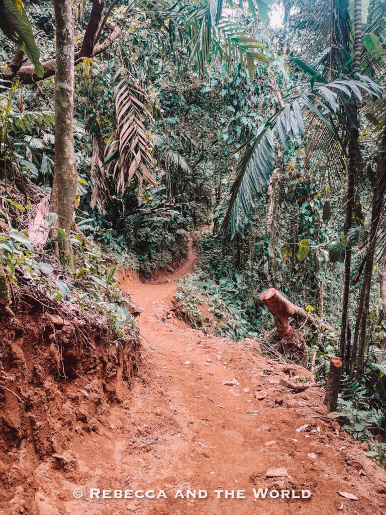 Narrow red dirt jungle path winding through tropical rainforest vegetation during the Lost City trek in Colombia.
