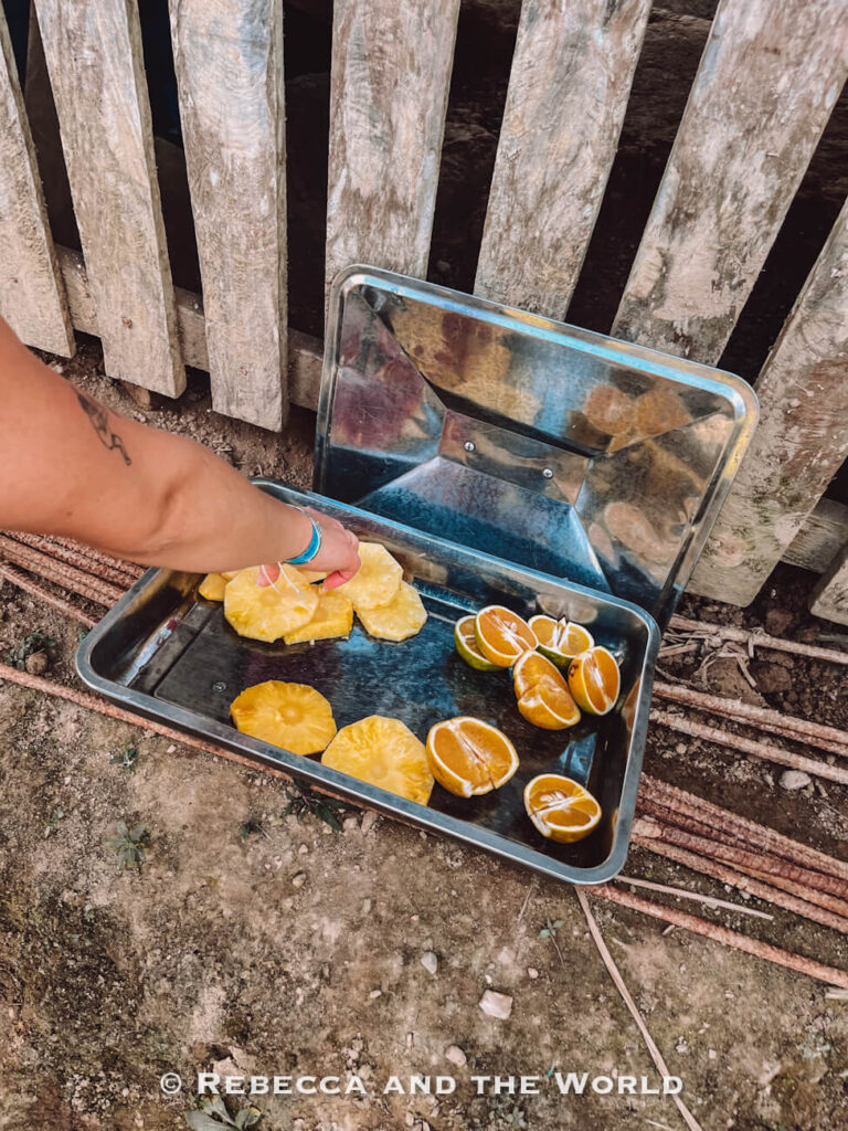 Fresh pineapple slices and halved oranges laid out on a metal tray as a snack stop during the Lost City trek.