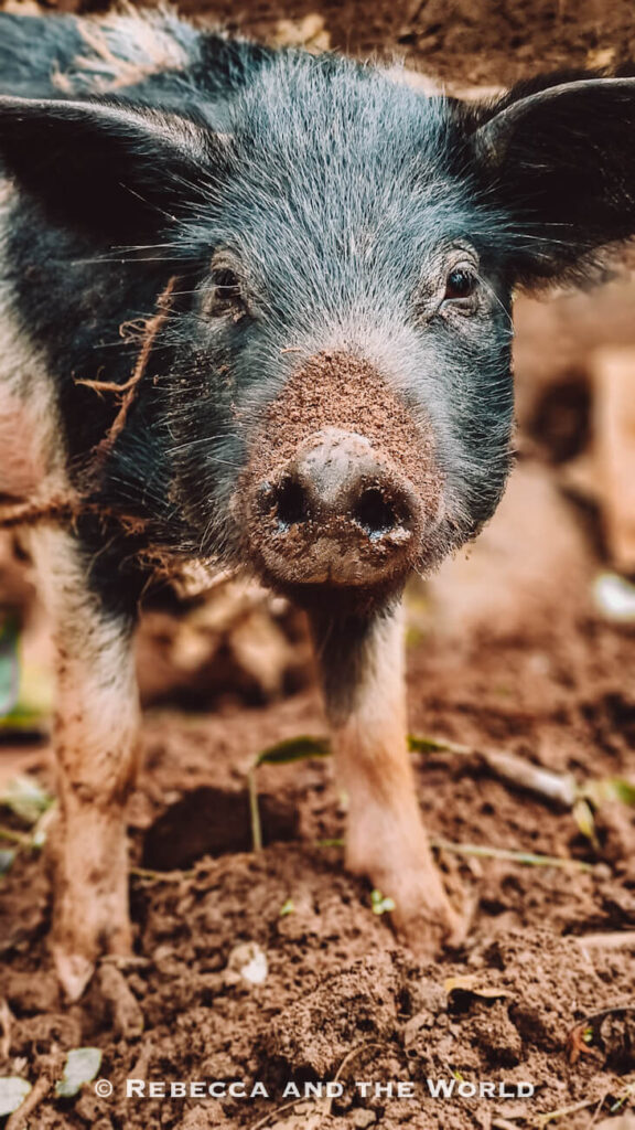 Close-up portrait of a muddy black and pink pig standing on a dirt path near a rural village along the Lost City hike route.