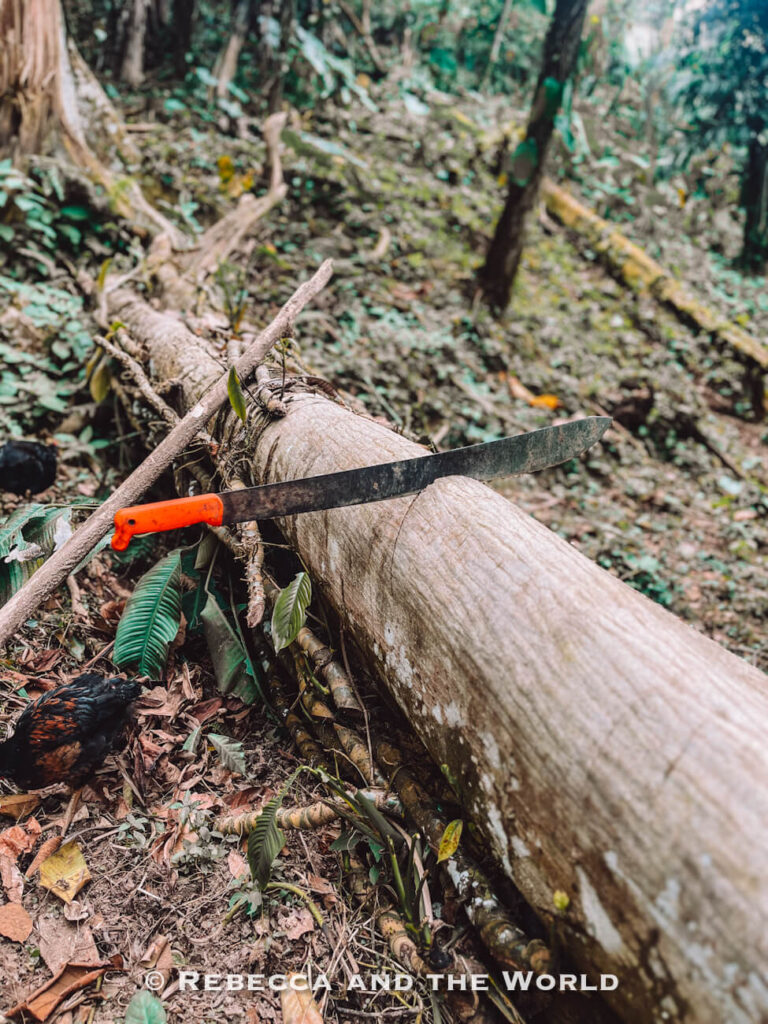 Large machete resting on a fallen tree trunk in the rainforest during the Ciudad Perdida hike.