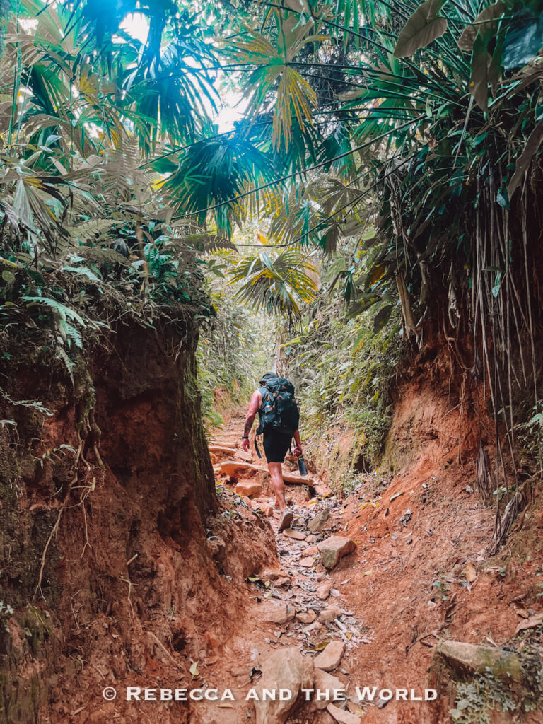 Hiker walking through a narrow jungle path surrounded by dense tropical plants and steep earthen walls on the Lost City trek.
