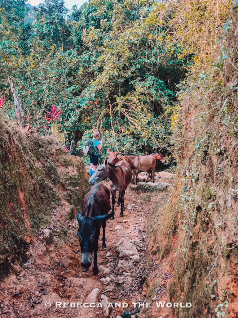 Several mules standing on a narrow muddy trail in the jungle while a hiker waits along the Lost City trekking route.