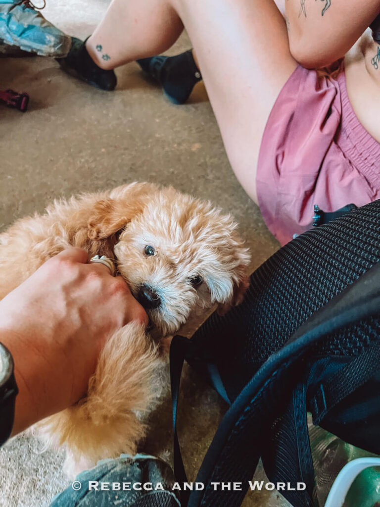 A small fluffy tan puppy playfully bites a person’s hand while sitting on the floor beside hikers resting indoors. One of the many animals you'll see while on the Lost City trek in Colombia.