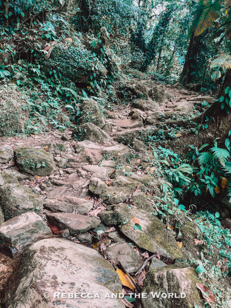 A rocky jungle trail winds through dense green vegetation, with exposed roots, moss-covered stones, and uneven terrain - part of the fun of hiking Ciudad Perdida.