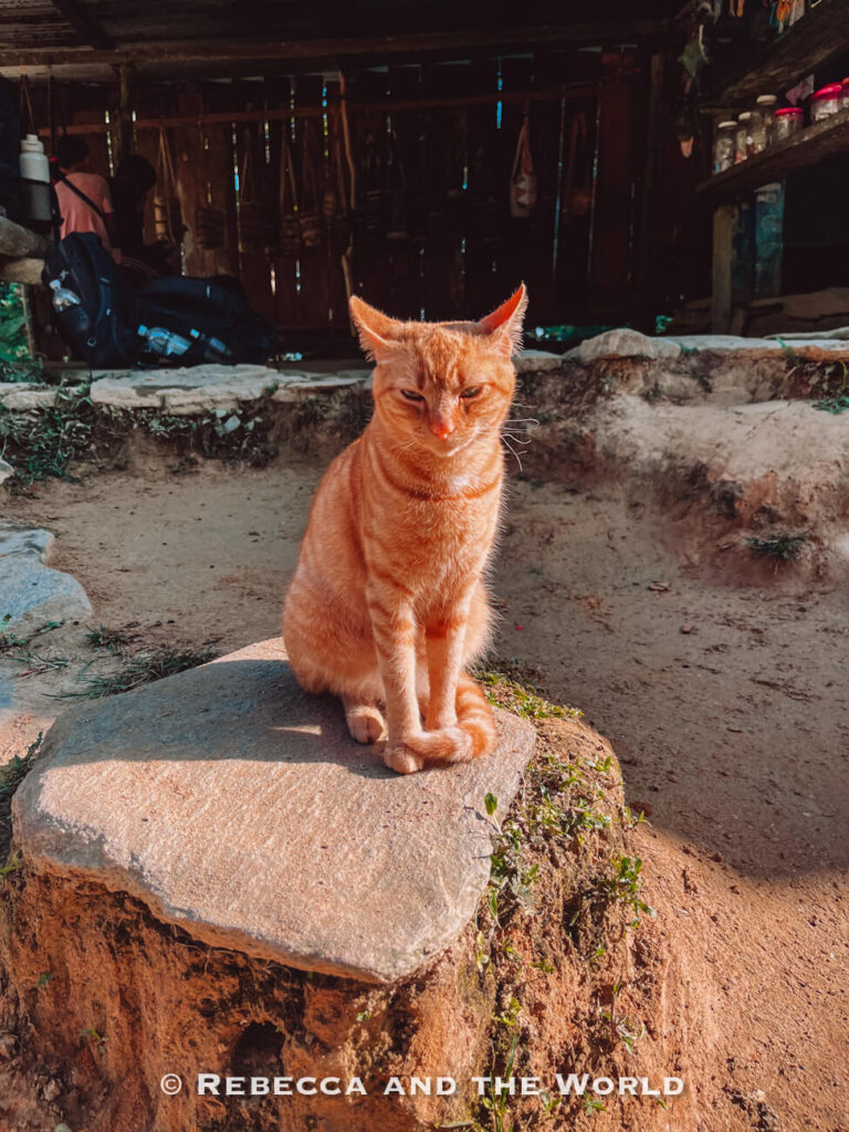 An orange cat sits on a stone slab in front of a rustic wooden structure, illuminated by warm sunlight.