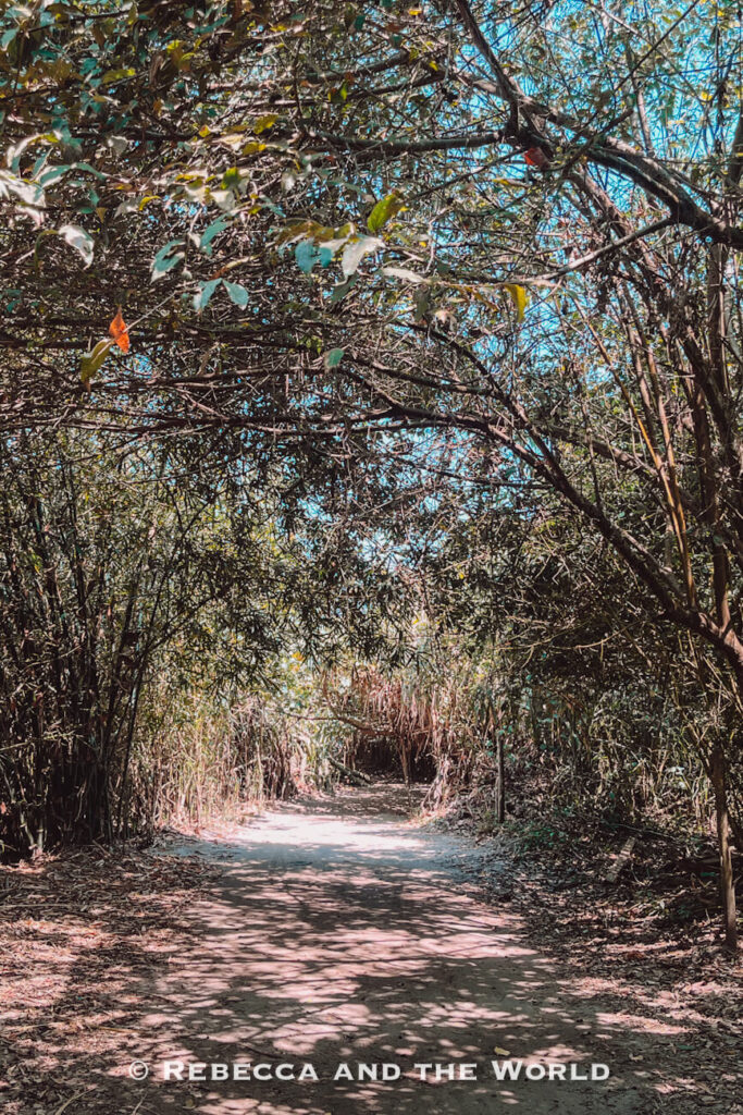 A narrow dirt path winds through dense tropical vegetation, with branches and bamboo-like plants arching overhead to form a natural tunnel. Walking trails like this are among the quieter things to do in Palomino.