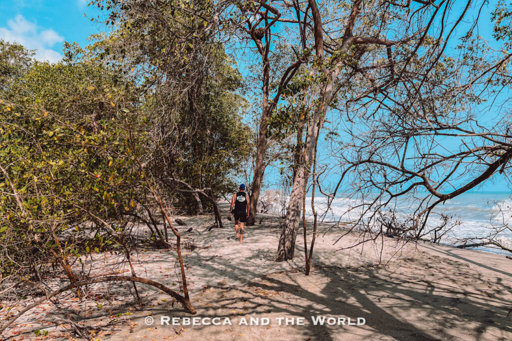 A person walks along the beach where coastal vegetation meets the shoreline. Twisted trees and low shrubs line the beach while waves roll in from the Caribbean Sea. Nature walks like this fit perfectly into a Palomino itinerary.