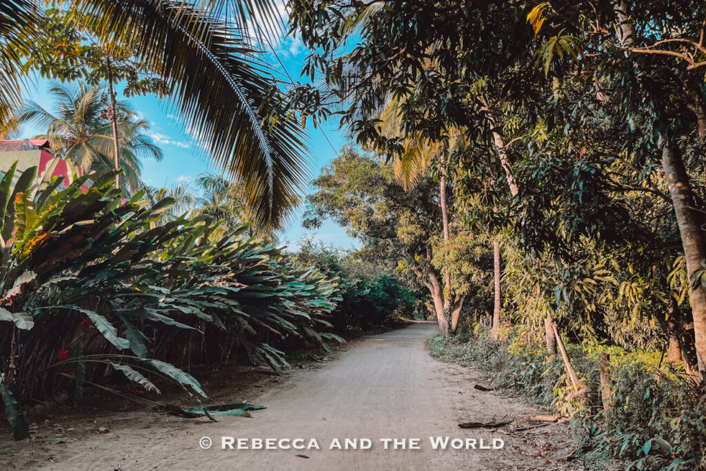 A quiet dirt road runs between lush tropical plants and tall palm trees under a clear blue sky. Dense greenery surrounds the route, creating a peaceful atmosphere. Wandering roads like this is a relaxing way to discover what to do in Palomino beyond the beach.
