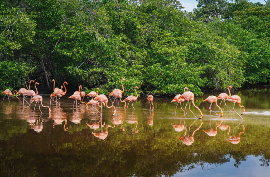 A large group of pink flamingos wades through shallow water bordered by dense green mangroves. Their reflections shimmer on the calm surface, creating a striking wildlife scene. Birdwatching excursions like this are among the most memorable things to do near Palomino.