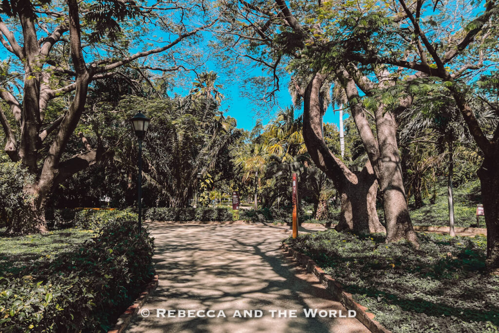 A shaded walking path winds through a tropical garden filled with mature trees, palms, dense greenery, and landscaped flower beds. Sunlight filters through the canopy, casting intricate shadows across the walkway. Visiting green spaces like this - at Quinta de San Pedro Alejandrino - is a relaxing stop on any Santa Marta itinerary.