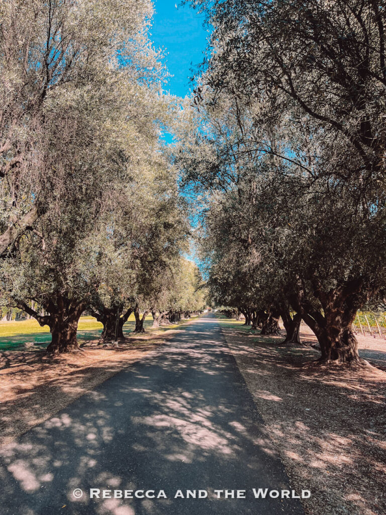 Long paved lane stretching into the distance beneath a canopy of mature olive trees, with sunlight filtering through the branches and casting shadows across the road, while vineyard rows are visible beyond the trees. A peaceful approach often found at Mendoza wineries.