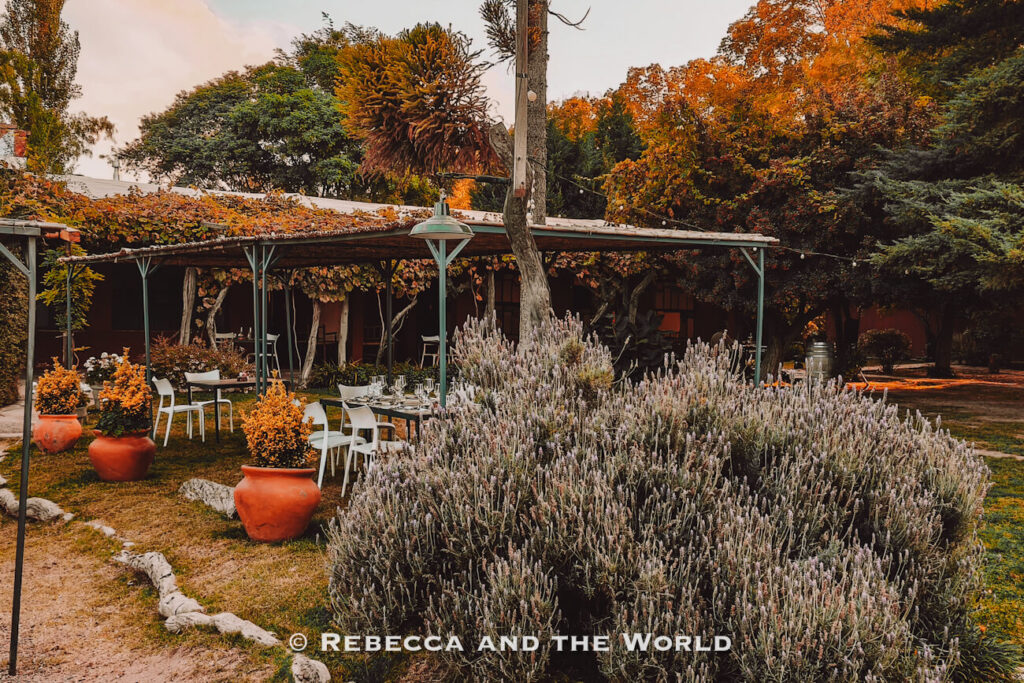 Outdoor dining area at Hacienda del Plata in Luján de Cuyo, with tables and white chairs set beneath a vine-covered veranda, surrounded by lavender bushes, terracotta planters, mature trees, and warm autumn colours throughout the garden. A peaceful setting to experience Mendoza wine tasting.