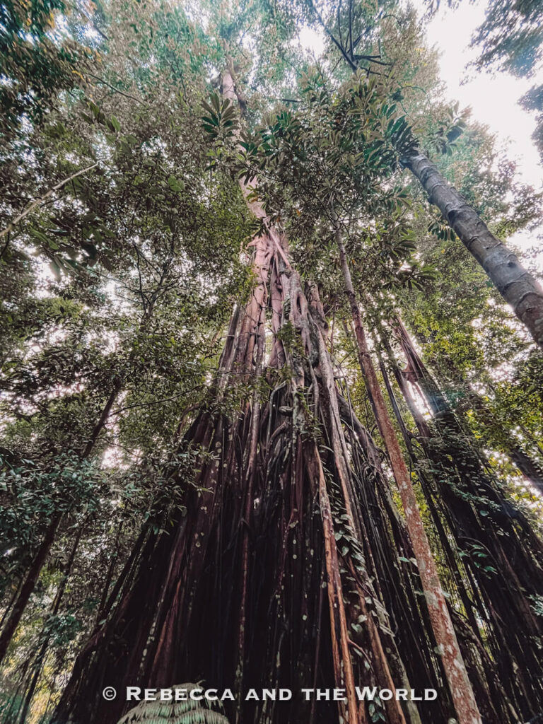 Looking up at the dense aerial roots and towering canopy of a large tropical tree in the Singapore Botanic Gardens.