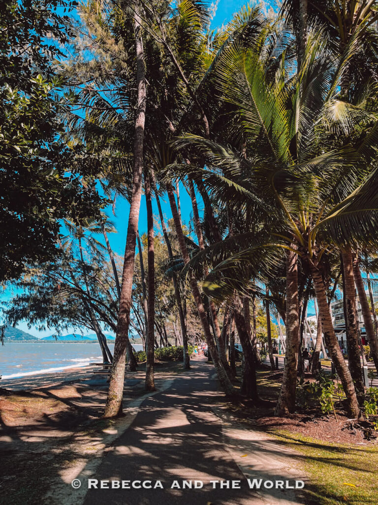 Palm trees lining the Williams Esplanade beach path in Palm Cove, one of the best stops between Cairns and Port Douglas