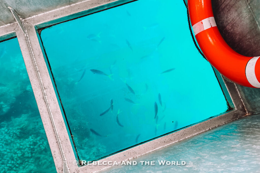 Fish swimming over coral seen through the glass bottom panel of the boat used to explore the reef at Low Isles