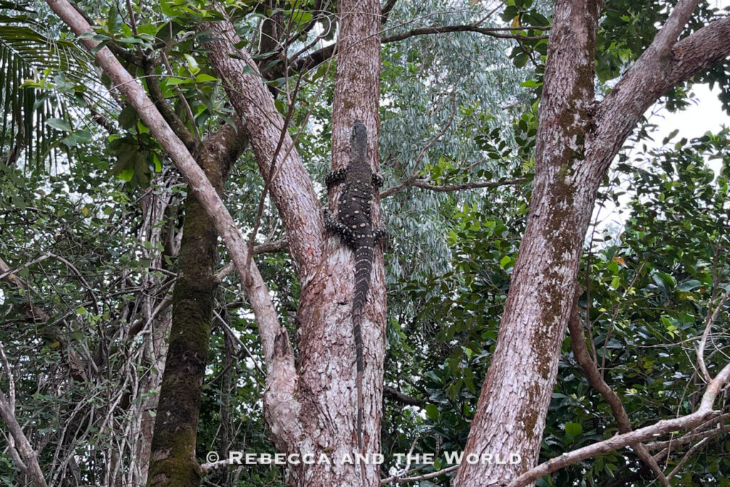 A goanna climbing a tree trunk in the rainforest near a Cape Tribulation campsite