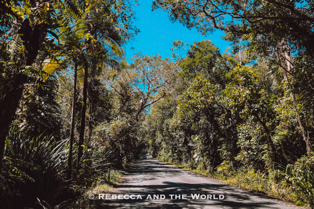 The sealed road running through the rainforest between the Daintree River and Cape Tribulation
