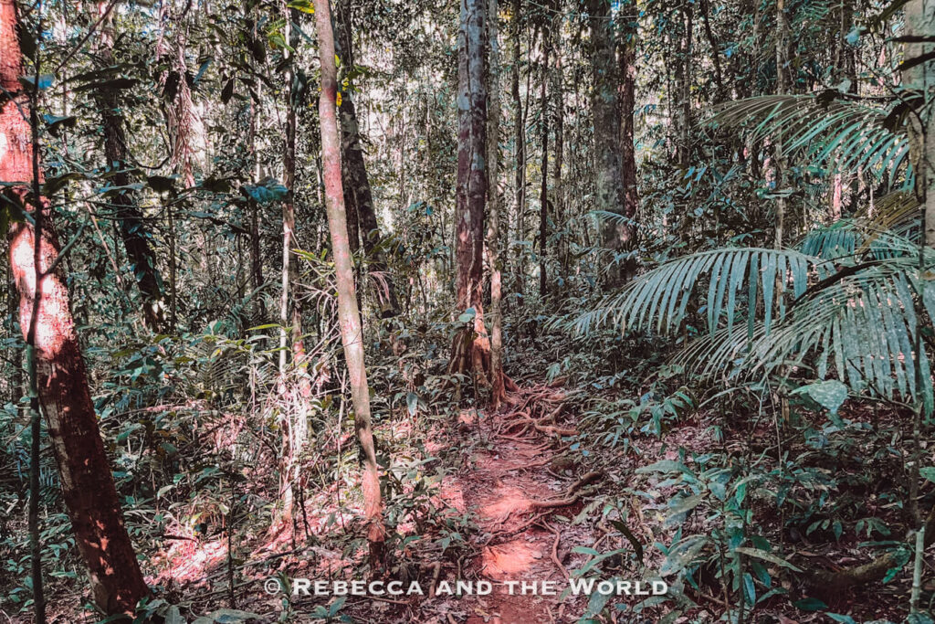 Wheelchair-accessible boardwalk track winding through the rainforest on the Jindalba Boardwalk near Cape Tribulation