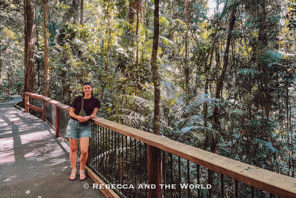 Timber boardwalk through the rainforest floor on the Jindalba Boardwalk walking track, one of the free things to do in Cape Tribulation