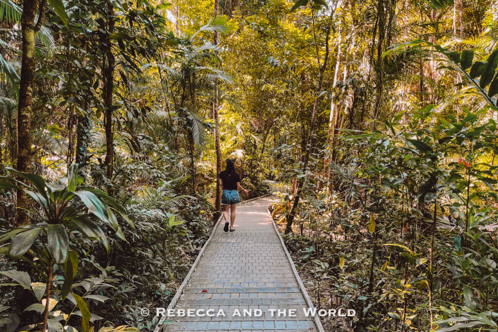 Boardwalk winding through mangroves and rainforest alongside a freshwater creek on the Marrdja Boardwalk near Cape Tribulation