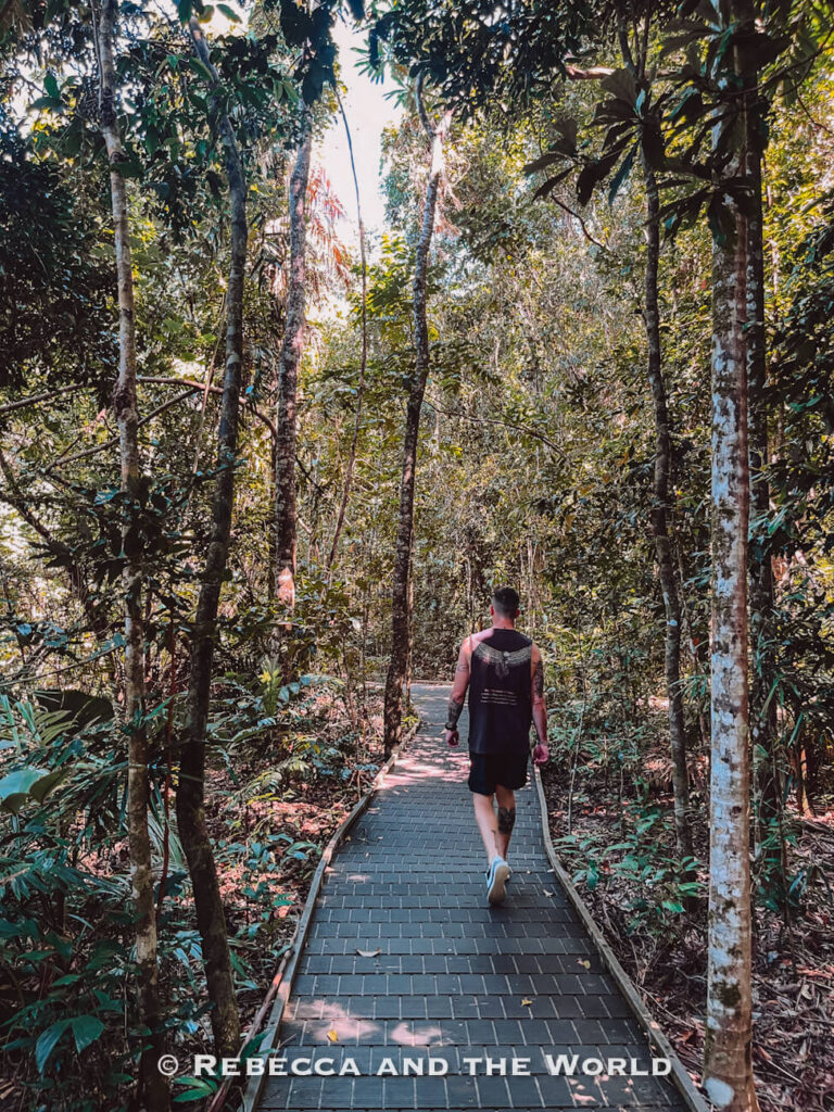 Boardwalk winding through rainforest and mangroves on the Dubuji Boardwalk walking track at Cape Tribulation