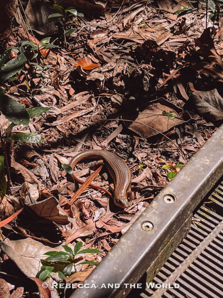 A blue-tongue lizard spotted along the Dubuji Boardwalk rainforest walking track near Cape Tribulation