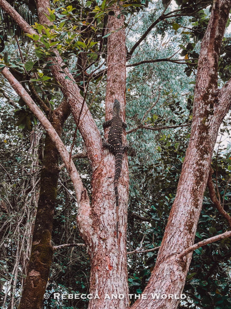 A goanna spotted at Cape Trib Camping campground